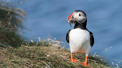 zBorgarfjordur-Eystri-Hafnarholmi-Pufin-Eastfjords-East-Iceland-fDSC_1090.jpg