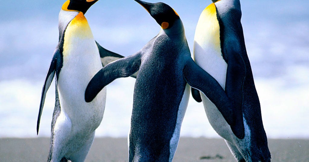 Dívka z obrazu / Das Mädchen aus dem Bild Startovač