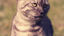 paza.png