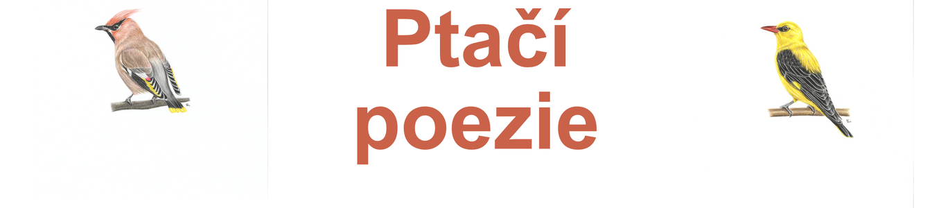 ptaci_poezie_uvod_obr.jpg