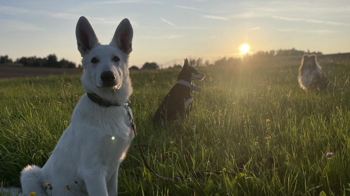 Zvěčněte svého mazlíčka přímo ve světě Huberta! 🐾