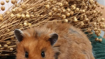 Kampaň_balíčky do Křečkopedie  (4).png