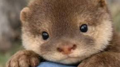 small otter.png