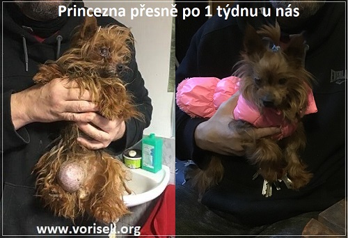 princezna-1tyden-co-knam-prisla-2.jpg