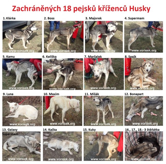 zachraneni-husky.jpg