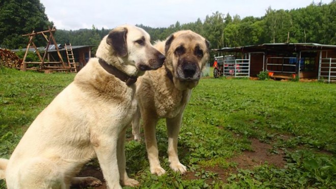 pastevecti-psi-plemene-kangal.jpg