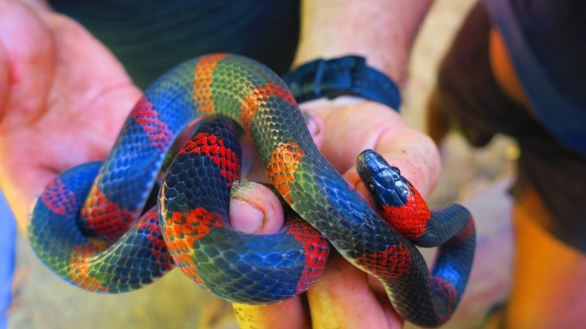 Had z Kostariky