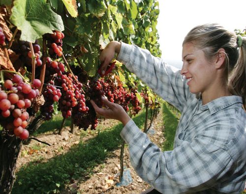 fruit-picking.jpg