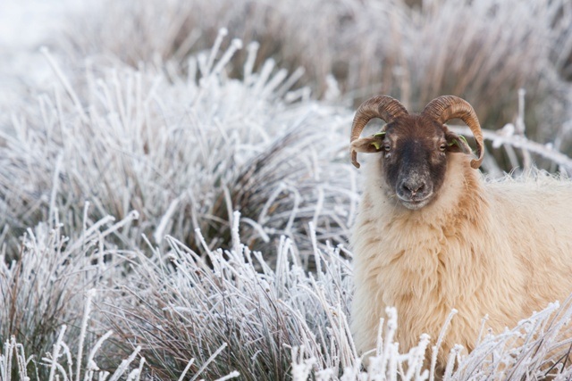 sheep-winter-landscape-pračlověk.jpg